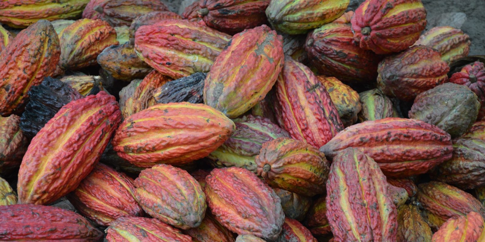 Cocoa beans